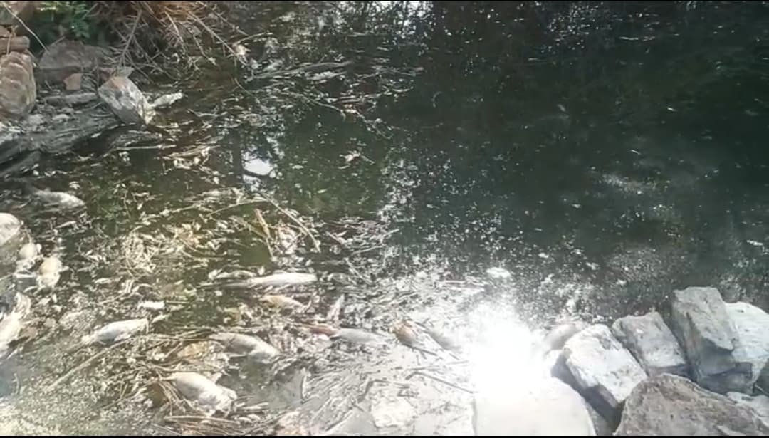 अज्ञात बदमाशों ने कुएं में डाला गया जहरीला पदार्थ, मरी मछलियां और ग्रामीणों में फैली दहशत