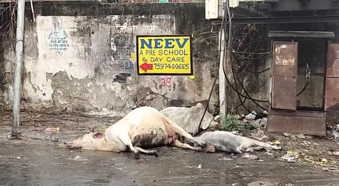 लेकसिटी में झमाझम बारिश बनी गायों की मौत का कारण